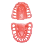 860 Upper and Lower Gingiva with Edentulous 5, 19